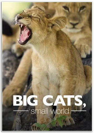 Большие кошки, маленький мир в hd качестве